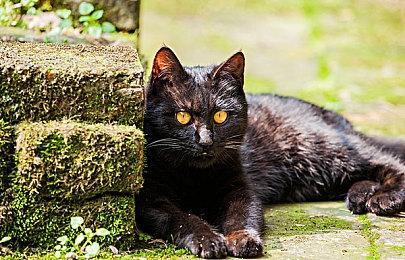 《迪士尼传奇米奇：Rebrushed》9＆24发售